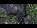 Hedgehog eats a mouse