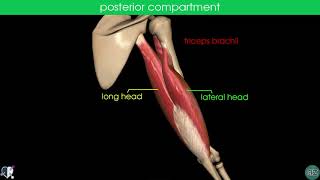Arm Muscles   Flashcard Anatomy HIGH