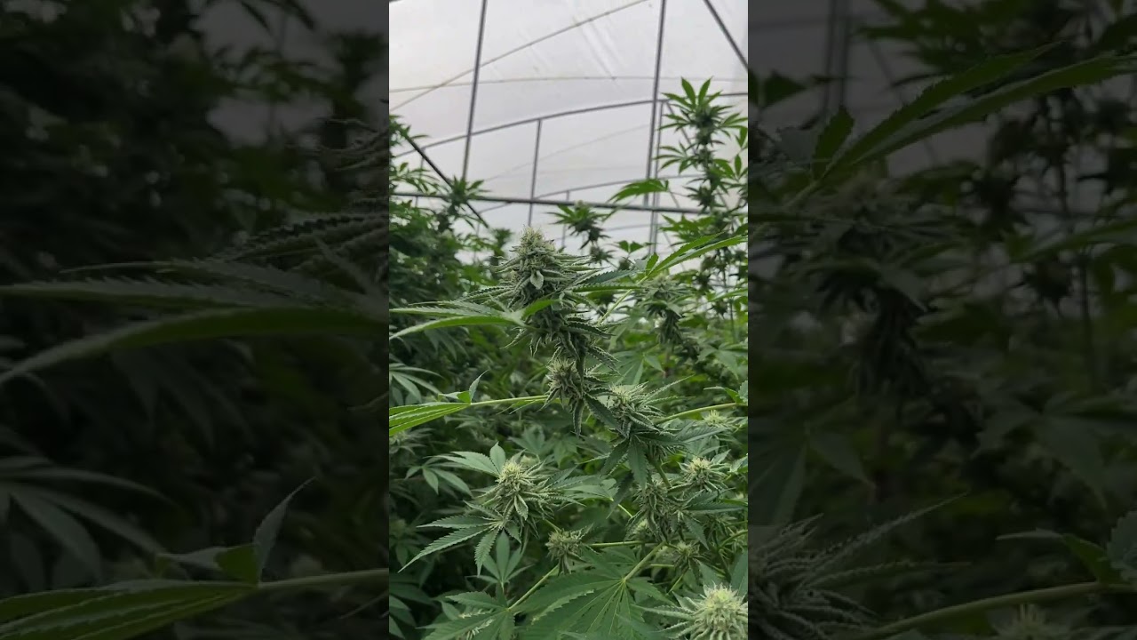 Tour Lush Green Cannabis Farm | Premium Quality Cannabis Farm 🌿