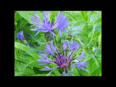 Video: Aster Blauwachtig