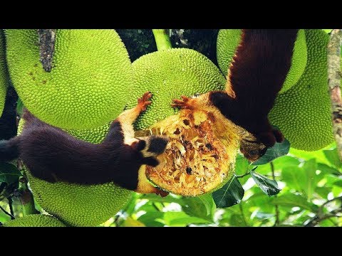 Kỳ lạ loài sóc khổng lồ khi gặp nguy hiểm là bị đóng băng