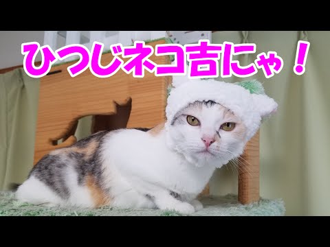 ついに見つけた猫ひつじ ねこのかぶりものガチャ第４弾 Finally Found Sheep Cat 4th Try A Hat For Cats Inside A Capsel Toy Youtube