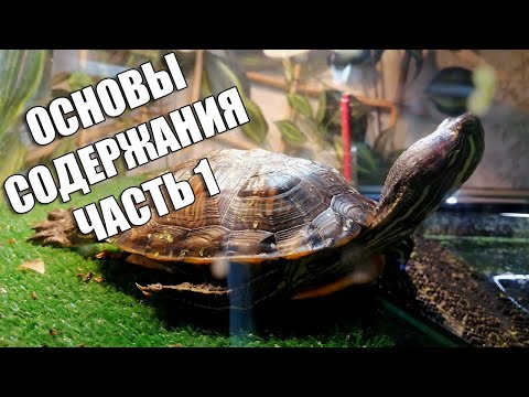 Основы содержания красноухих