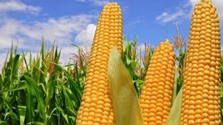 Изменение климата и кукуруза на Черниговщине