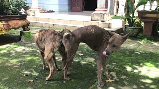 Dogs Mating - The Most Beautiful Mating