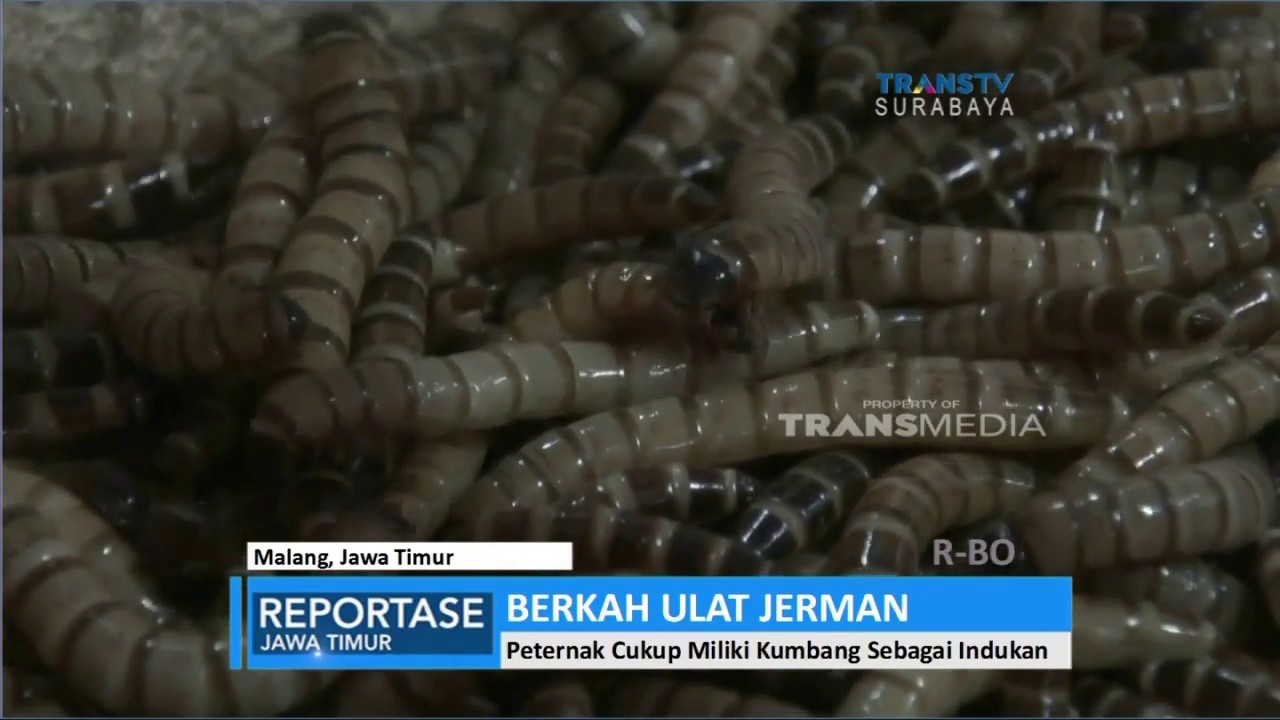 Mendulang Berkah Dari Ulat Jerman