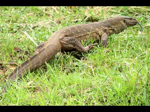 Reptiles of Kenya, Africa - YouTube