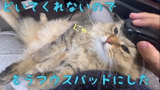 猫がテレワークさせてくれないのでもうマウスパッドにした