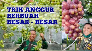 TRICKS TO GET BIGGER GRAPES