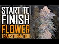 Cannabis flower guide weeks 110 start to finish