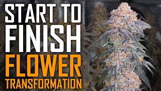 Cannabis Flower Guide Weeks 1-10 Start to Finish