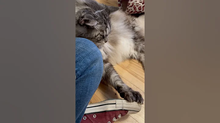 Watch the video about Cat Snatches Toy ligtening Fast😆 #polydactylcat