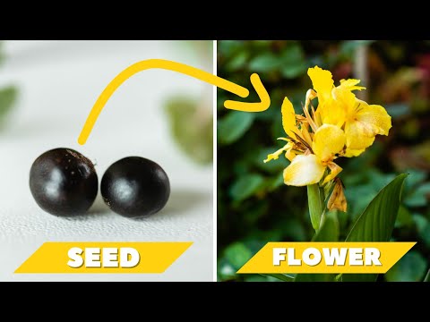 Video: Când să plantezi semințe de canna?