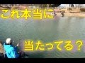 へら釣り　波で当たりが分かりません（笑）