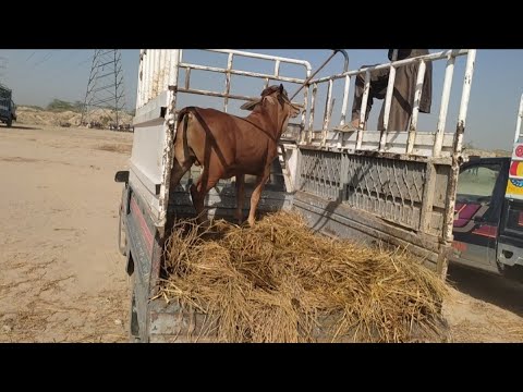 bulls loading | dangerous bulls loading | bulls full jumping | bulls ...