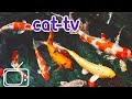 CAT-TV - Boredom Blasting Fish Videos for Cats!