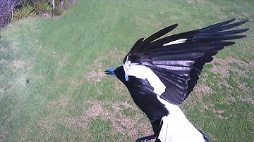 Bird attack on Syma X5C quadcopter during flight