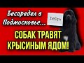 В БУЖАРОВО ОТРАВИЛИ НЬЮФАУНДЛЕНДА(Истринский район Подмосковья)