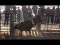 Tallman bucking bulls  partners bull riding challenge