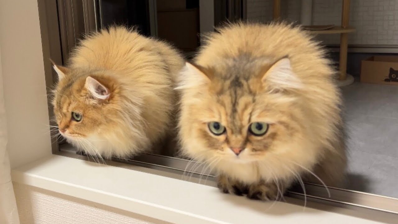 寝室を開放したら双子みたいなモフモフ猫が現れましたw