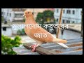 মুসালদোম কবুতরের বিভিন্ন জাত ও পরিচয়। Pigeon farm.