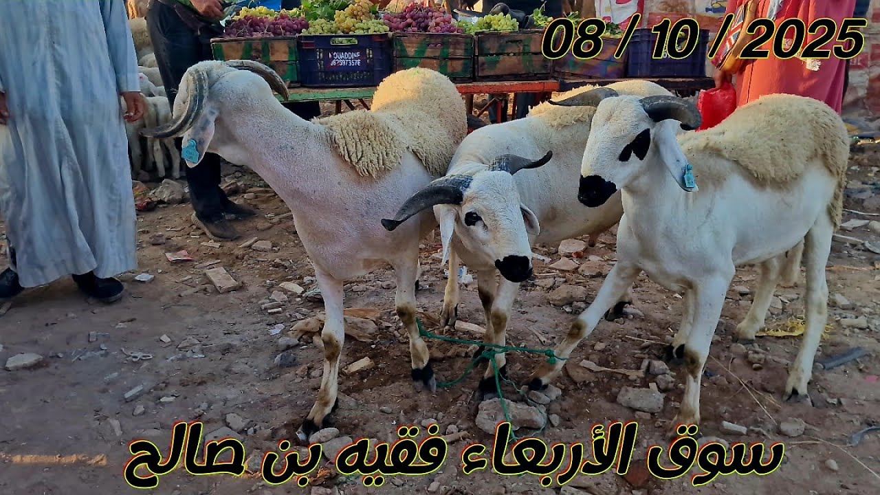مباشرة من سوق الأربعاء الفقيه بن صالح مع تمن حولى ونعجة بتاريخ 08/10/2025 🐏🐑