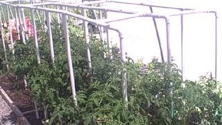 Low Cost Pvc Pipe Tomato Cage & Gardening In Las Vegas Nevada