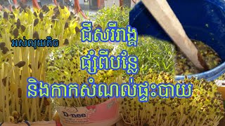 ធ្វើជីធម្មជាតិ |EP.2 | ជីសរីរាង្គ ផ្សំពីបន្លែនិងកាកសំណល់ផ្ទះបាយ