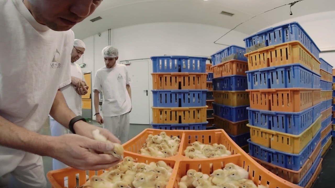 Couvoir LE HELLOCO à Loudéac [VR 360 - 4K]