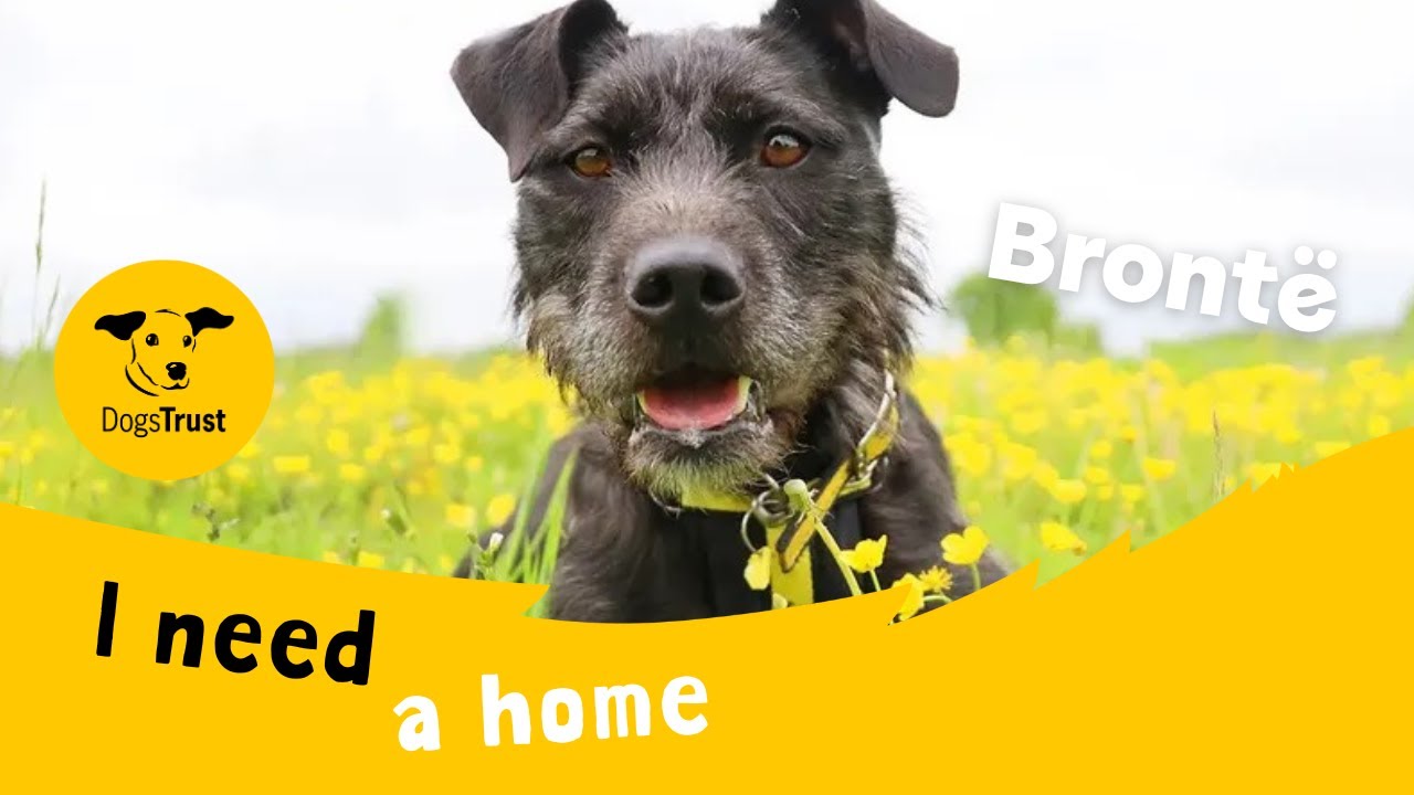 Brontë video