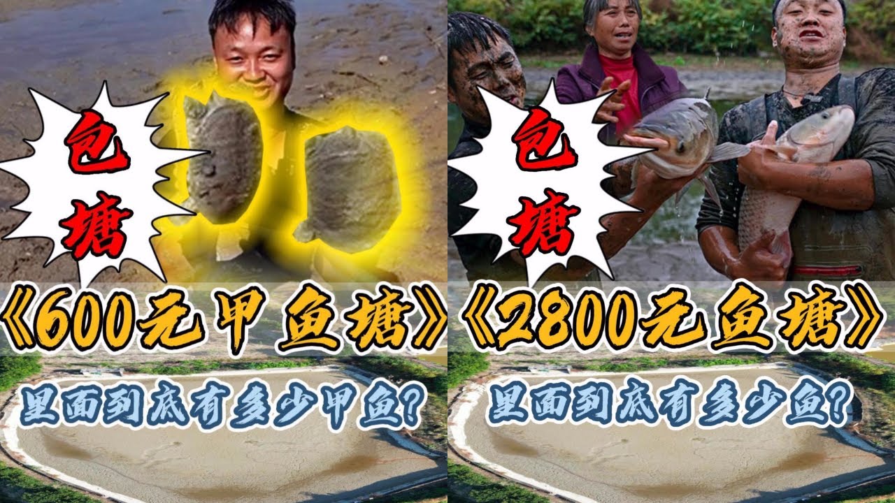 花600元包下一个十多年的老甲鱼塘，里面到底有没有甲鱼