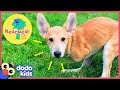 Joey the Dog Hops Just Like a Kangaroo! | Animal Videos For Kids | Dodo Kids