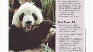 The Giant Panda Text Read Aloud The Giant Panda Text Read Aloud