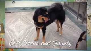 Gaddi Dog & Tibetan Mastiff |100nikhil| |nikhil aggarwal|