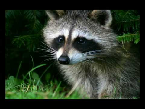 Во всем виноваты еноты (Vo vsem vinovaty yenoty)