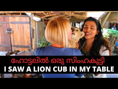 സിംഹക്കുട്ടിയെ  കണ്ടു ഞെട്ടി  watch full video Lion cub in restaurant Africa malayalam vlog #Shorts