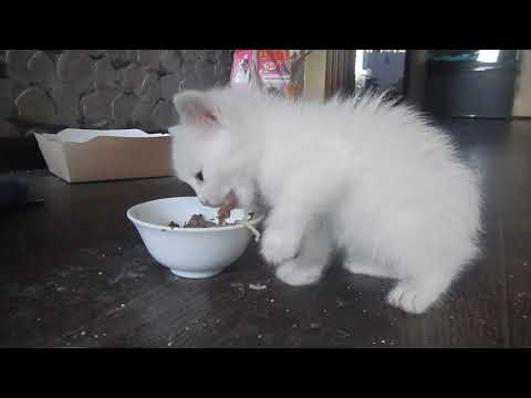 Как научить котенка кушать!