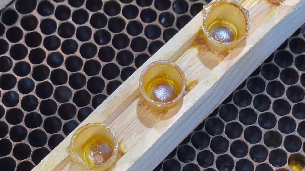 城市養蜂達人 移蟲育種話家常