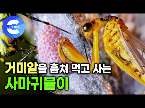 거미가 낳은 알에 몰래 들어가 살아가는 사마귀붙이 애벌레 🕷🐛 | 거미의 짝짓기 | 신비한 곤충의 세계 | 다큐프라임
