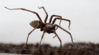 House Spider Eratigena Atrica