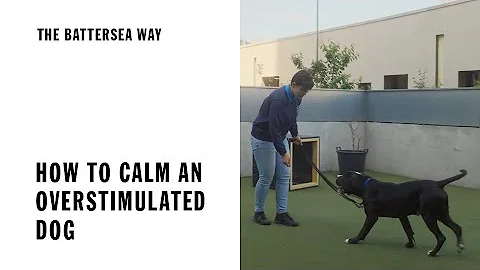 How to calm an overstimulated dog | The Battersea Way
