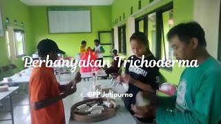 Perbanyakan Trichoderma