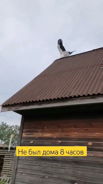 как Пятачок возвращался в гнездо - YouTube