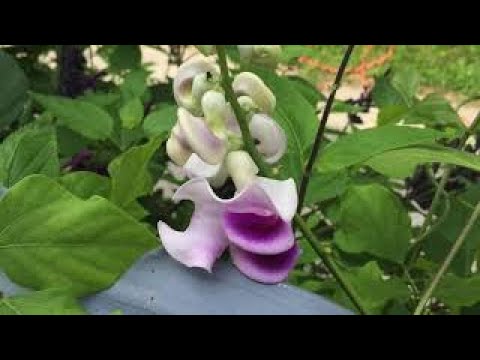 Video: Snail Vine Care - Dyrkning af information til Vigna Caracalla Snail Vine