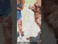 女性のおっ〇い噛んでみた結果www