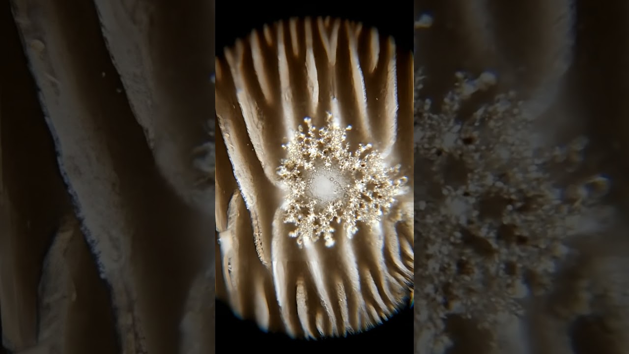 Paramecium in 4K Mesmerizing Microscopic World