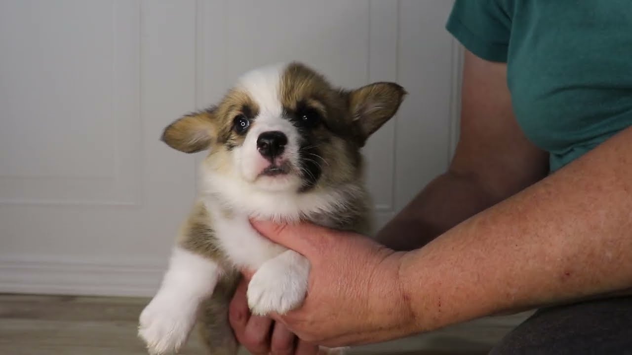 Red Boy AKC Pembroke Welsh Corgi puppy born 12/5/25 in Jacksonville, Arkansas.