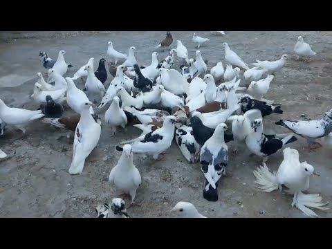 فيديو: 3 طرق لمنع تعشيش الطيور