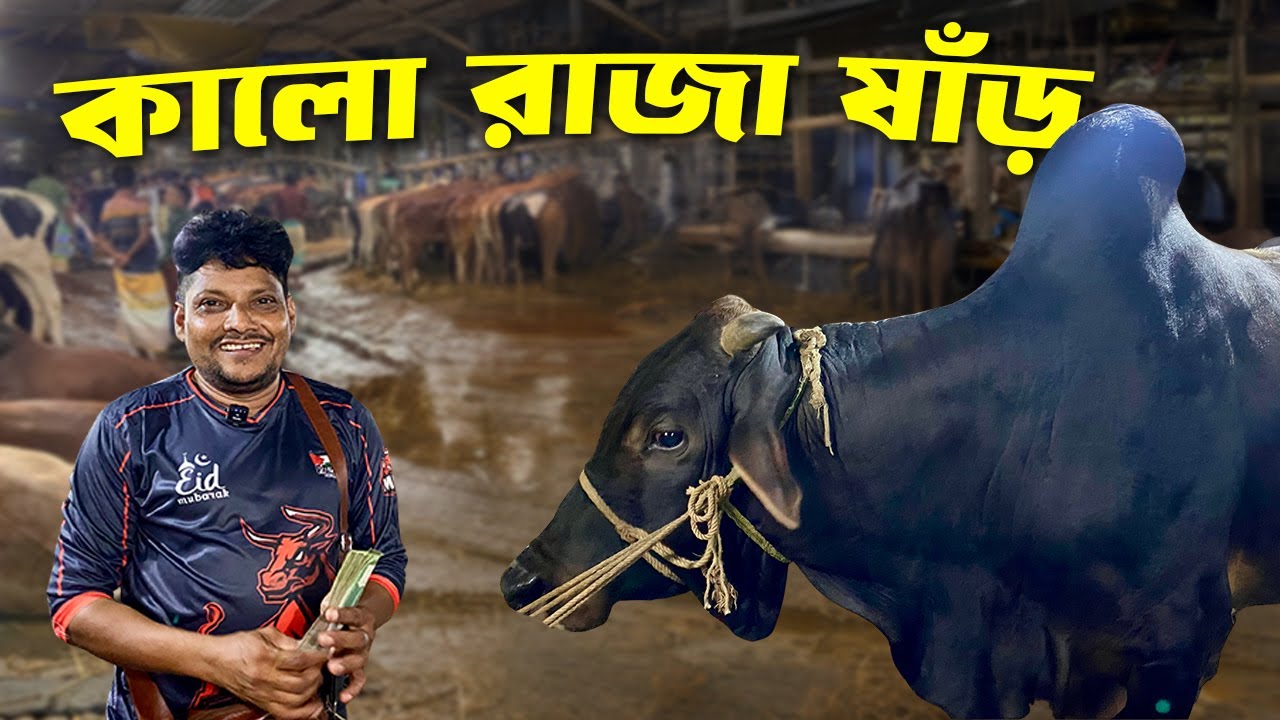আকরাম ভাইয়ের মিস ফিল্ডিং শেষে জয়! 😱 ১ লাখ ৩৮ হাজারে কালো দেশি ষাঁড় | Gabtoli Haat 