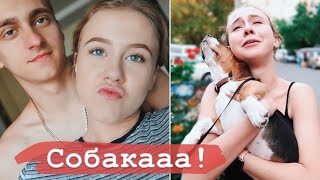 27.08 😍 НАША СОБАКА! УЕЗЖАЮ В ЧЕРКАССЫ || Оставила Тёму одного